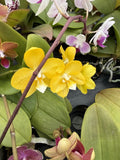 Orchid Plant  Phal  mini  yellow color 2 in pot w buds or blooms Orchids
