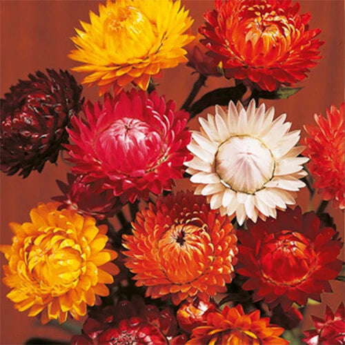 Tom Thumb Mix Strawflower Seeds | Heirloom | Free Shipping | Flower Seeds | 1219 Flowering Plants