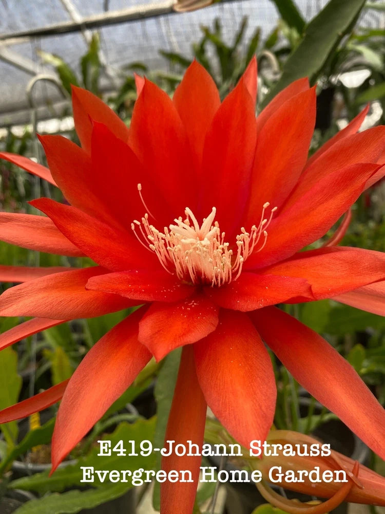 Orange-red epiphyllum orchid cactus flower in small starter pot with green stems