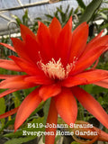 Rooted Epiphyllum Hybrid Orchid Cactus ÒJohann StraussÓ Growing In 4Óstarter Pot Orchids