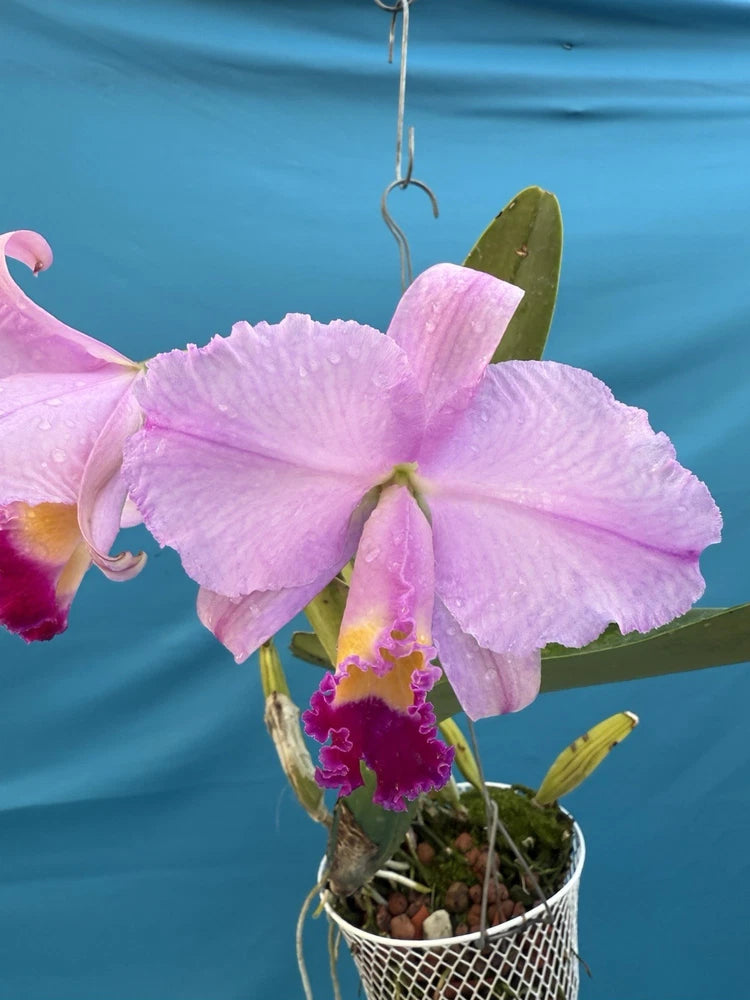 Pink orchid bloom in small pot with green leaves and visible roots