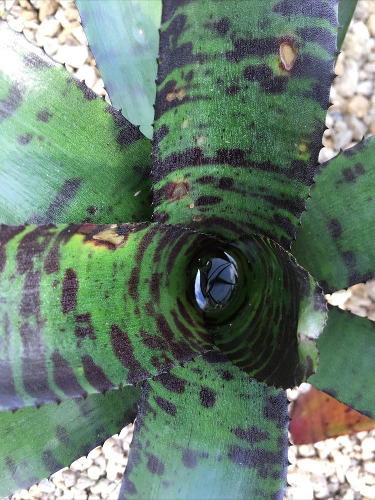 Bare root Neoregelia orchid with green leaves and dark purple speckled pattern