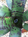 Bare root Neoregelia orchid with green leaves and dark purple speckled pattern