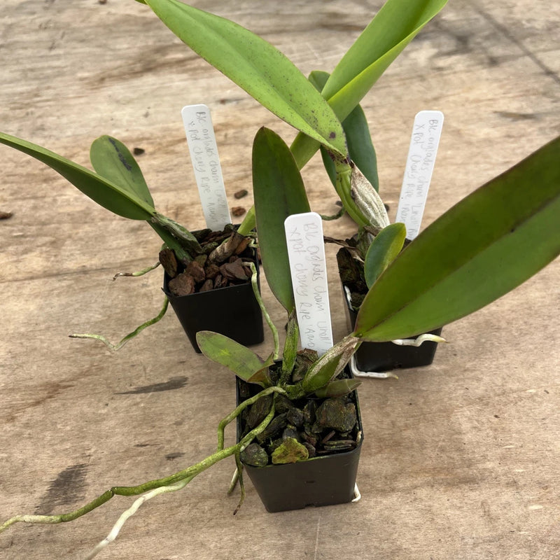 Potted orchid plants in three small black pots with green leaves