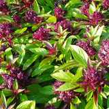 Siam Queen Thai Basil Seeds - For 2026 Planting Horapha Bai Krapao Herb Garden Garden Plants