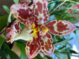 Orchid Bllra Diana Dunn Newberry in Bloom Orchids