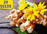 20Seeds JERUSALEM ARTICHOKE Sunchoke Sunroot Helianthus Tuberosus Yellow flower Sunflower