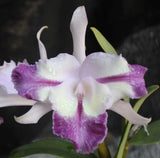 Orchids Laelia Cattleya Lc. Eximia coerulea x C. intermedia coerulea Orchids