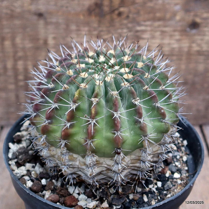 D2825 ACANTHOCALYCIUM SPINIFLORUM pot15-H9-W11 cm MaMa Cactus Green Plant