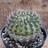 D2825 ACANTHOCALYCIUM SPINIFLORUM pot15-H9-W11 cm MaMa Cactus Green Plant