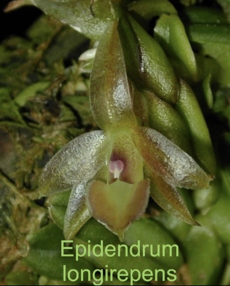 Mounted green orchid buds with small pink center, close-up