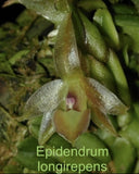 Epidendrum longirepens Bloom size mounted Orchids