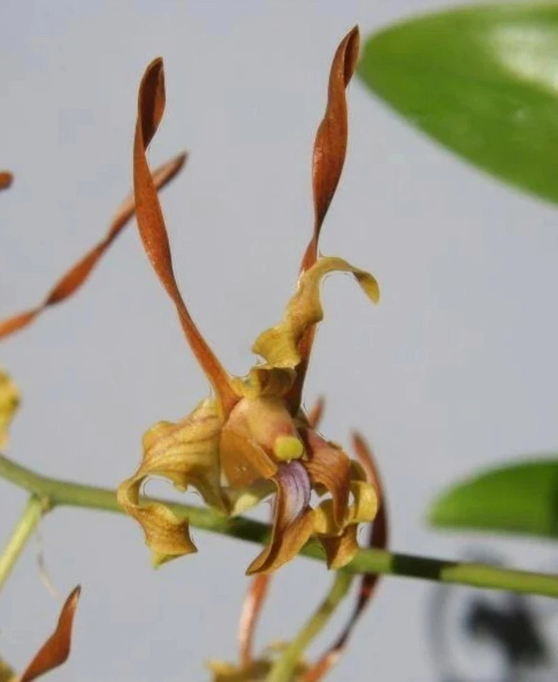 Orange-brown Dendrobium orchid buds on slender green stem with small yellow flowers