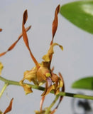 Dendrobium tangerinum, young near blooming size Antelope dendrobium orchid... Orchids