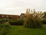 Photo 6x4 Pampas grass at Abbey Farm Cottages Borough  c2010 Pampas Grass