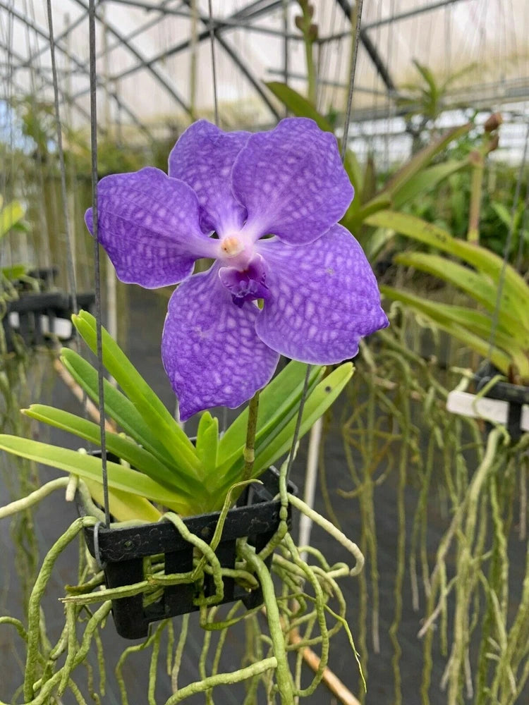 Purple vanda orchid flower on a live plant with strap-like green leaves