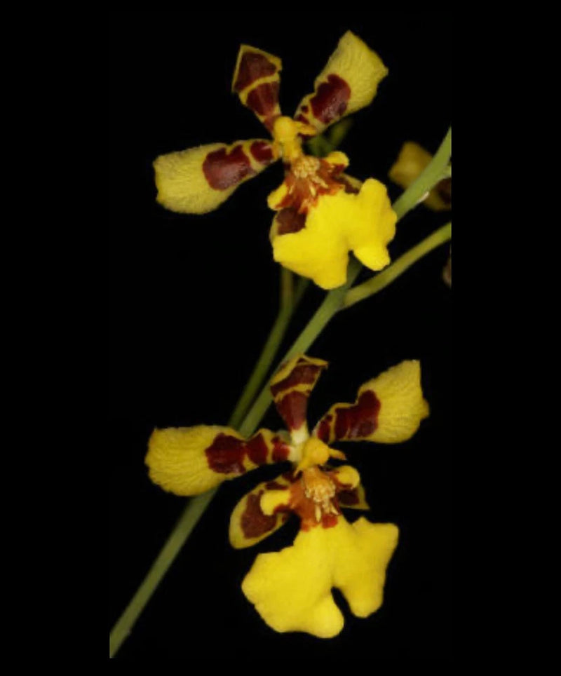 Yellow and maroon spotted orchid flowers on green stems
