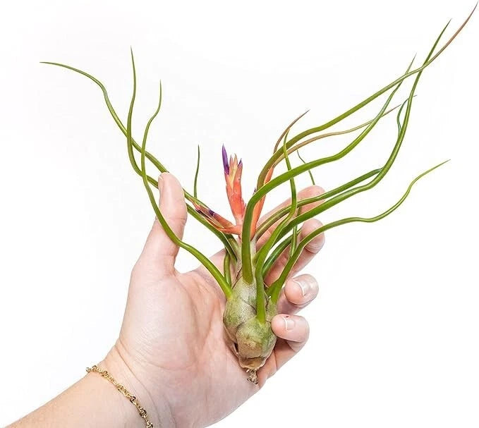 Large Bulbosa Belize Air Plant - Wholesale Bulk - Easy Care Indoor/Outdoor Green Plant
