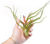 Large Bulbosa Belize Air Plant - Wholesale Bulk - Easy Care Indoor/Outdoor Green Plant