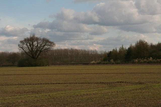 Photo 6x4 Copses (and pampas grass) off Moor Lane Aubourn  c2016 Pampas Grass