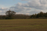 Photo 6x4 Copses (and pampas grass) off Moor Lane Aubourn  c2016 Pampas Grass