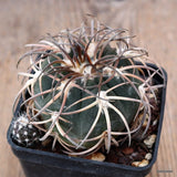D3081 GYMNOCALYCIUM SPEGAZZINII pot7-H5-W6 cm MaMa Cactus Green Plant