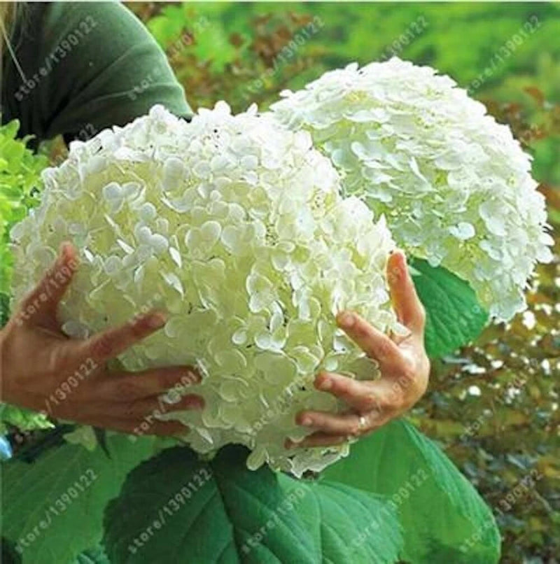 20 SEEDS for Light Green HYDRANGEA RARE flower exotic bush home plant USA Seller Hydrangea