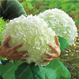 20 SEEDS for Light Green HYDRANGEA RARE flower exotic bush home plant USA Seller Hydrangea