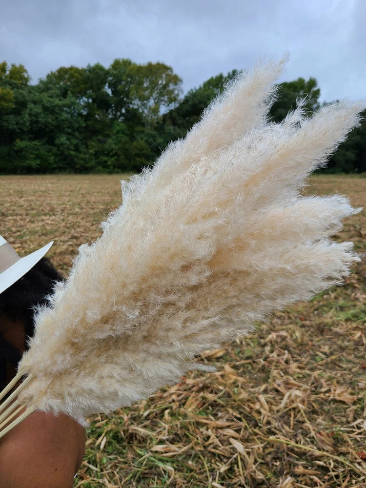 Extra Large Fluffy Natural Pampas Grass Pampas Grass