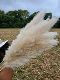 Extra Large Fluffy Natural Pampas Grass Pampas Grass
