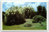 1960s JEKYLL ISLAND GEORGIA PAMPAS GRASS IN BLOOM UNPOSTED POSTCARD P4388 Pampas Grass