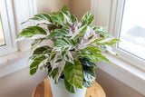25+ White Fusion Calathea Seeds for Garden Planting - USA - FREE SHIPPING! Garden Plants