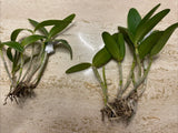 Orchid live Cattleya intermedia var. flamea - bare root Orchids