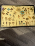 Vintage Boreal Wildflower Pressed Flower Types Dried Flower