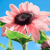 30  Seeds Pink Sunflowers Rare Planting Sunflower Garden Bonsai Flower organic Flowering Plants