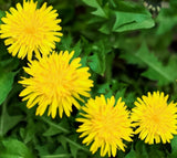DANDELION SEEDS 200+ "true" PERENNIAL herb GARDEN Taraxacum officinale FREE ship Garden Plants