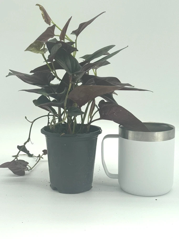 Syngonium live plant with dark green arrow leaves in gray 4-inch pot