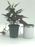Syngonium Red Arrow HousPlant Live Plant 4in Pot Orchids