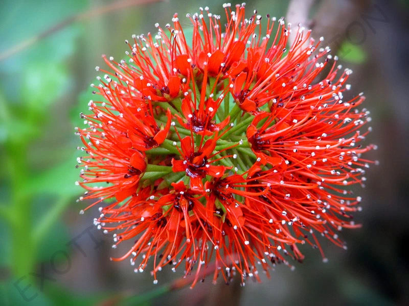 RARE GREYIA SUTHERLANDII @@ exotic Natal bottlebrush Tree tropical seed 10 seeds Orchids