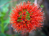 RARE GREYIA SUTHERLANDII @@ exotic Natal bottlebrush Tree tropical seed 10 seeds Orchids