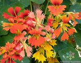 50+ Phoenix Nasturtium Seeds for Garden Planting - USA - FAST SHIPPING! Garden Plants