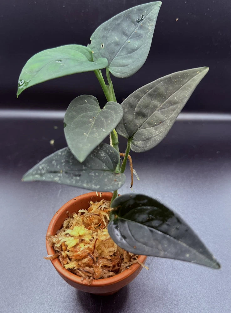 Aroid orchid plant in small terracotta pot with dark green arrow leaves