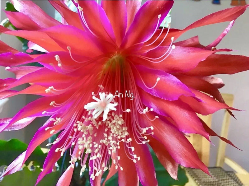 Epiphyllum orchid flower cutting with bright pink and red petals, white stamens