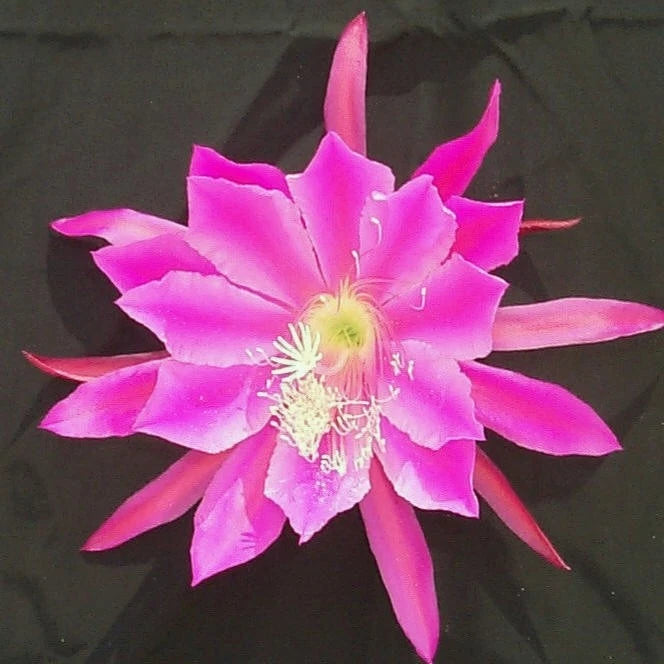 Orchid cactus flower with bright pink petals and yellow center