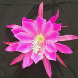 Epiphyllum, Orchid Cactus " CALIFORNIA DREAM ", Don's Quart pots APRIL/2 Orchids