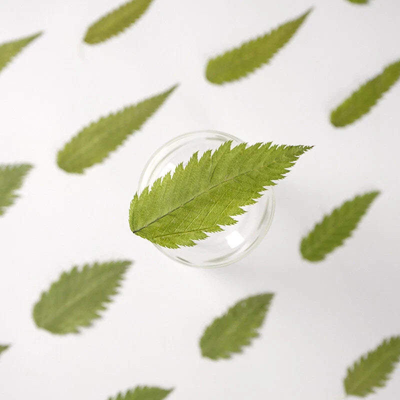 Pressed green leaves set in small glass dish