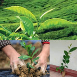LIVE LITTLE TEA PLANTS Camellia sinensis Ceylon (ASIA) Green Tea Plants No pot Green Plant