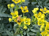 S. California Garden Organic Rue Seeds, Ruda, Ruta Graveolens Plant Seeds Garden Plants