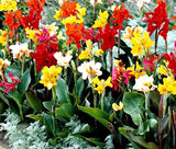 CANNA INDICA MIXED COLORS Canna Indica Hybrids - 10 Seeds Flowering Plants