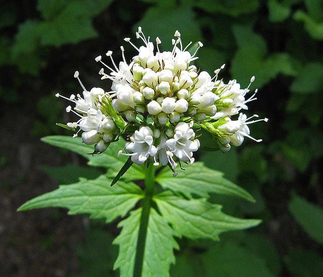 250 Valerian Heliotrope Heal All Herb (Valeriana Officinalis) Seeds Garden Plants